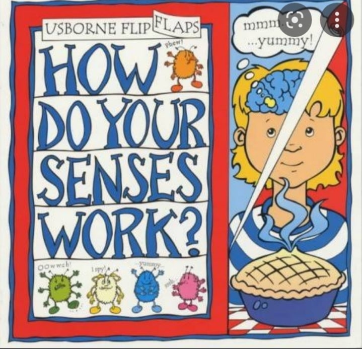 IMG : How do your Senses Work