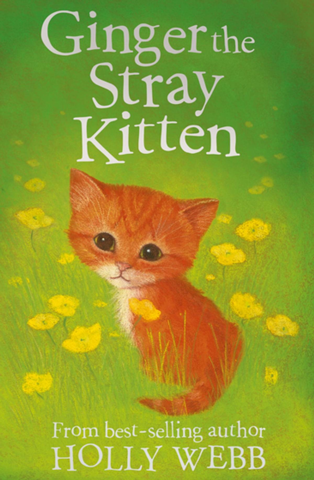 IMG : Ginger the Stray Kitten